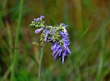 Salvia nutans