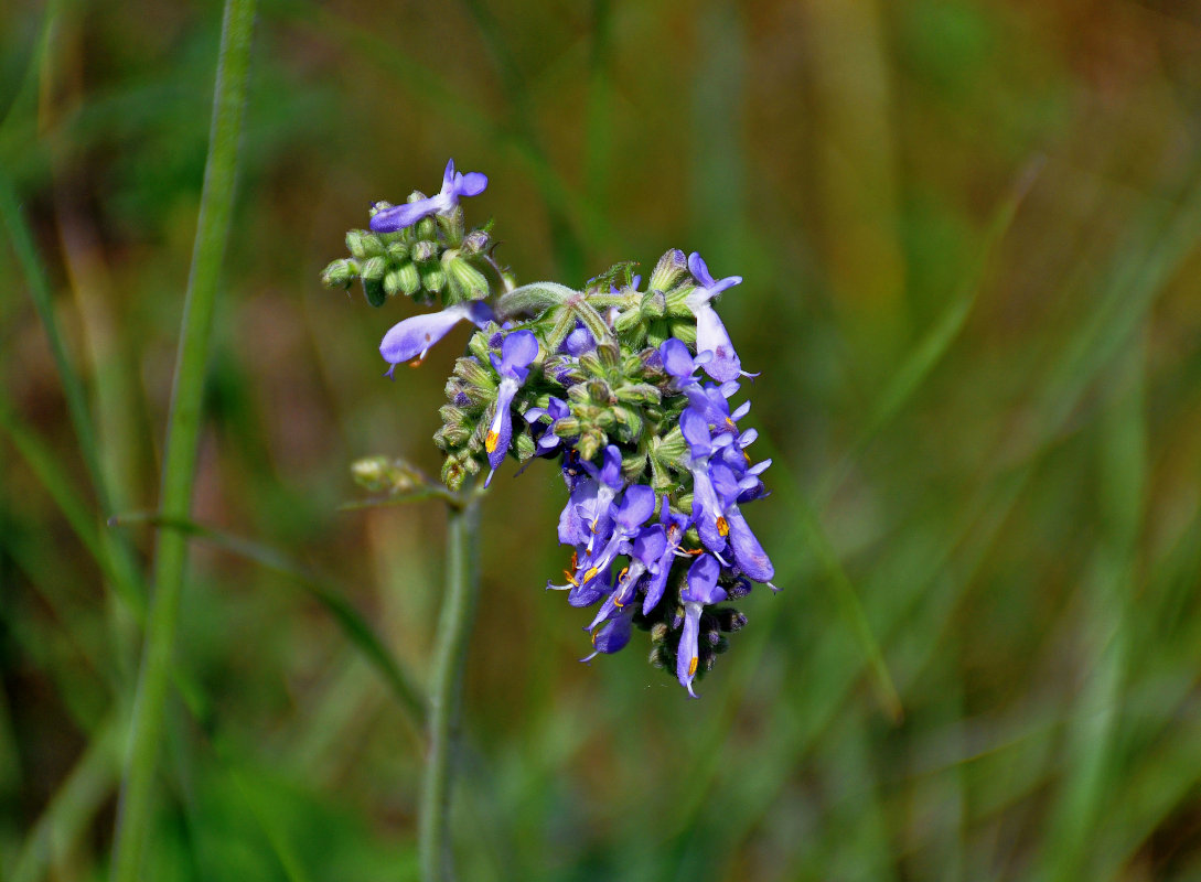 Image of Salvia nutans specimen.