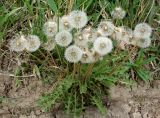 genus Taraxacum. Плодоносящее растение. Кыргызстан, Иссык-Кульская обл., восточная окр. с. Бостери, пустырь южнее ул. Мамынтова. 02.06.2019.