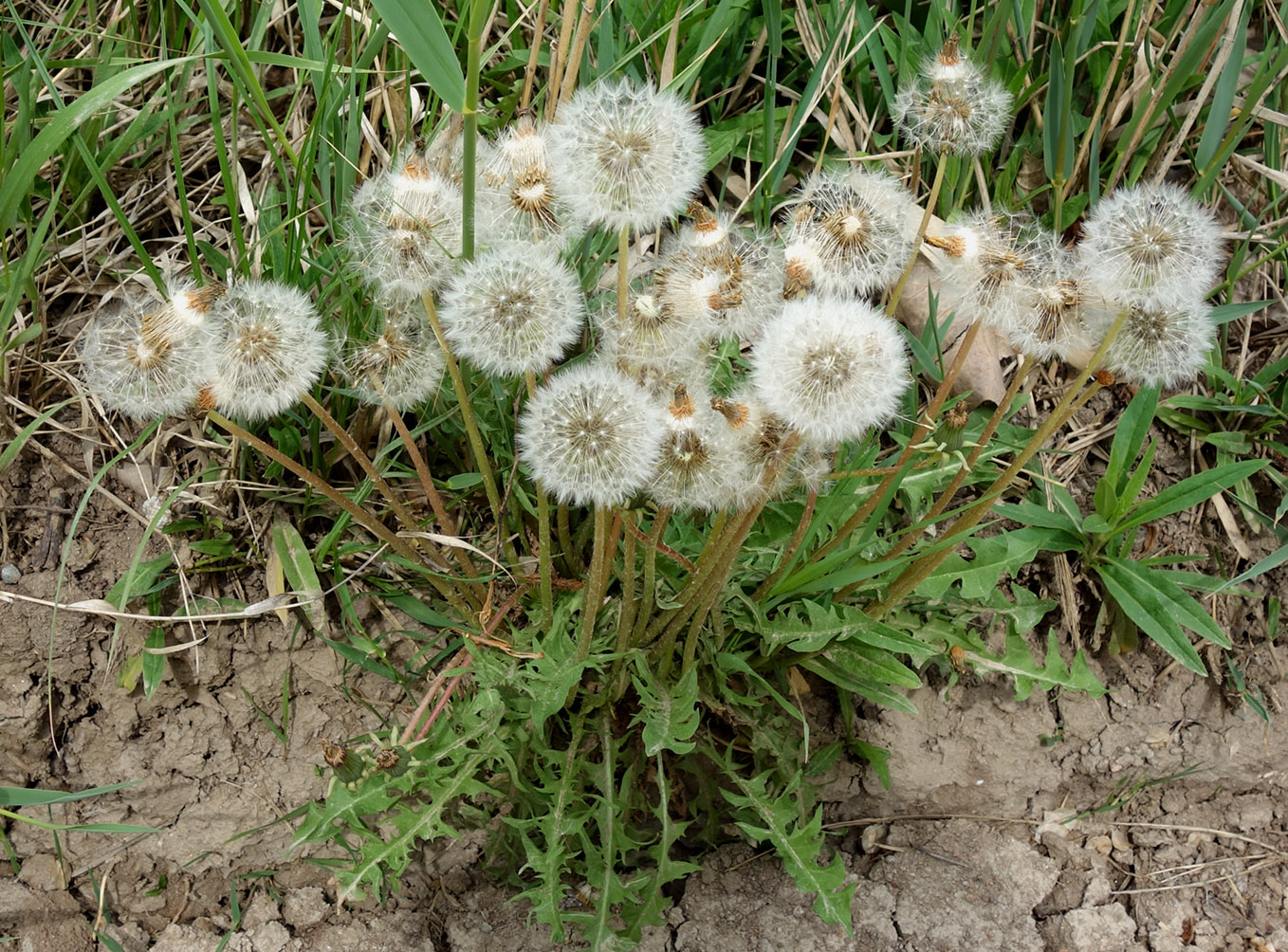 Изображение особи род Taraxacum.