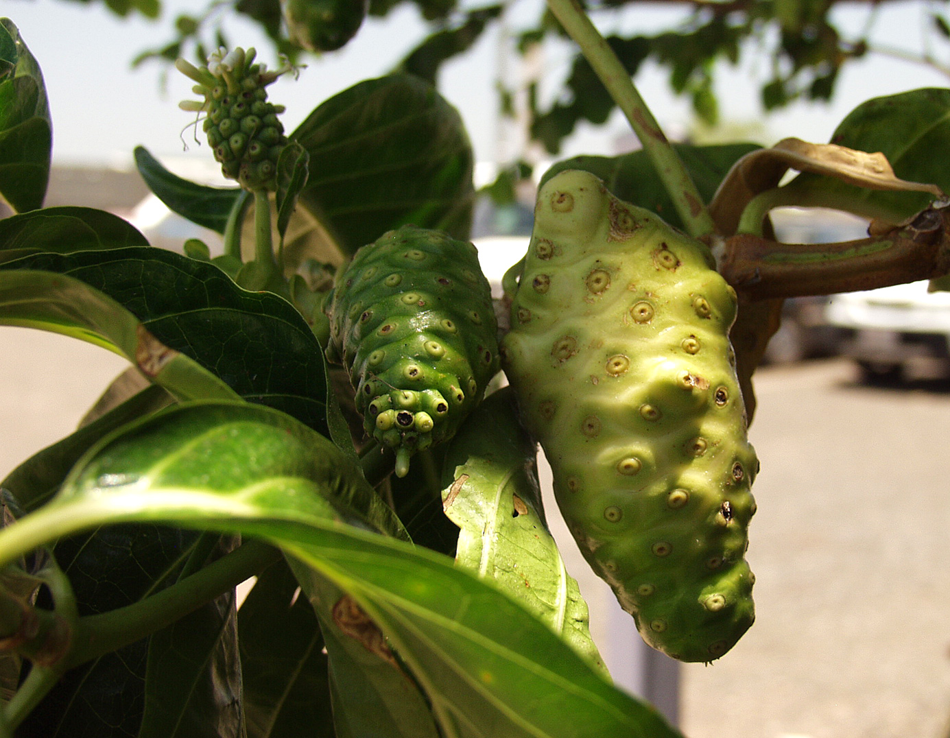 Изображение особи Morinda citrifolia.