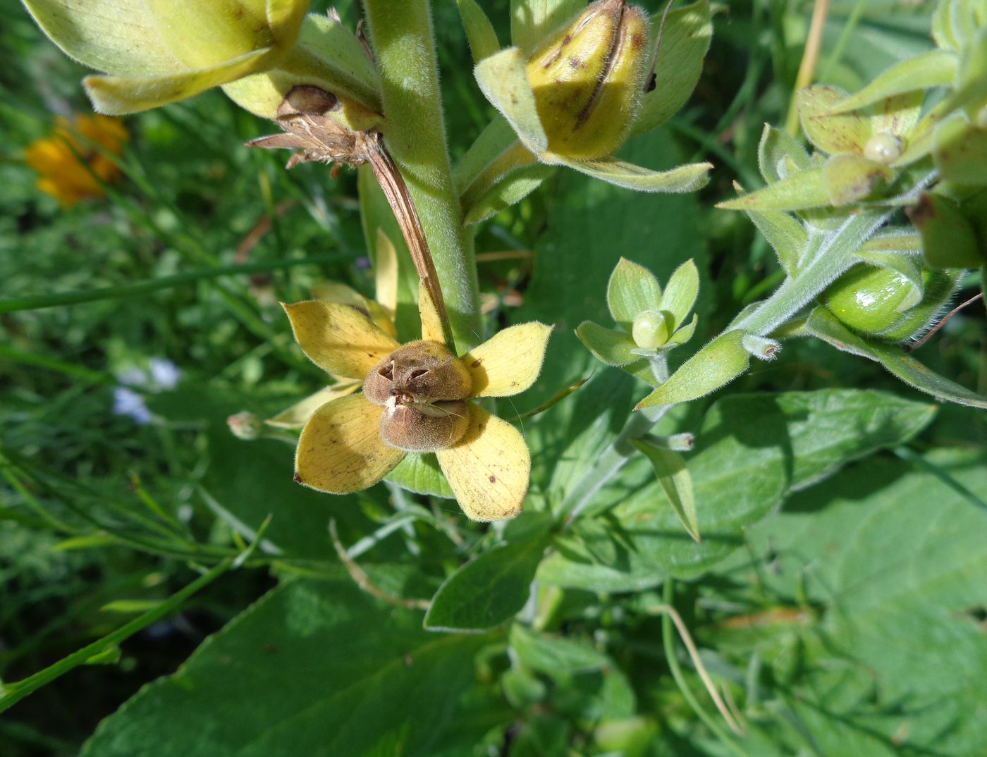 Изображение особи Digitalis purpurea.