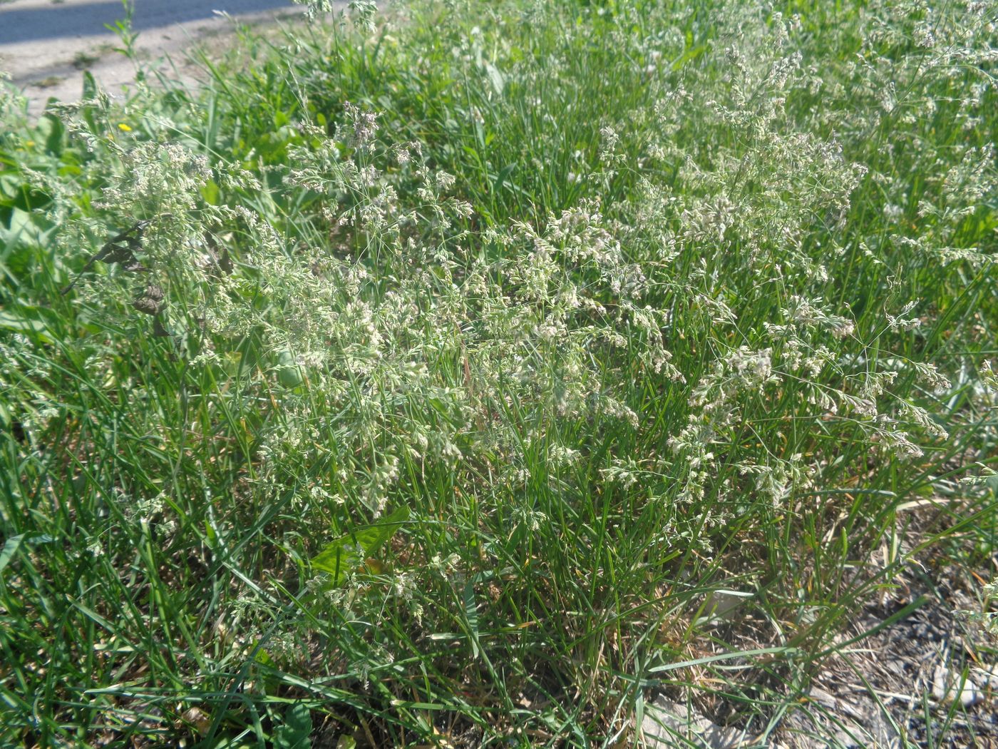 Image of Poa pratensis specimen.