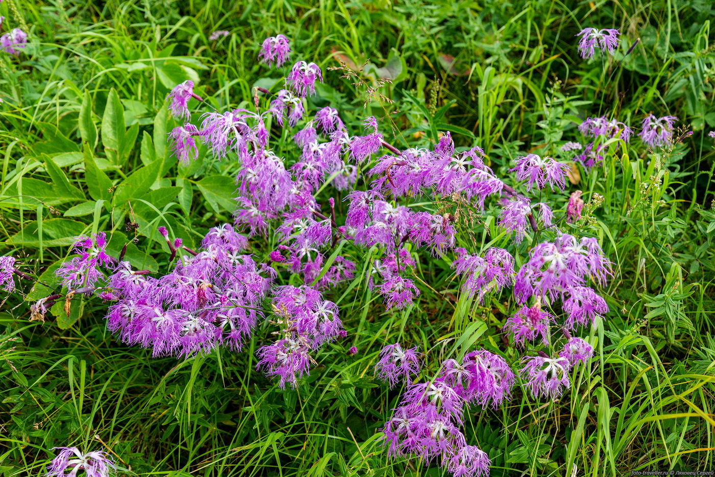 Image of Dianthus superbus specimen.