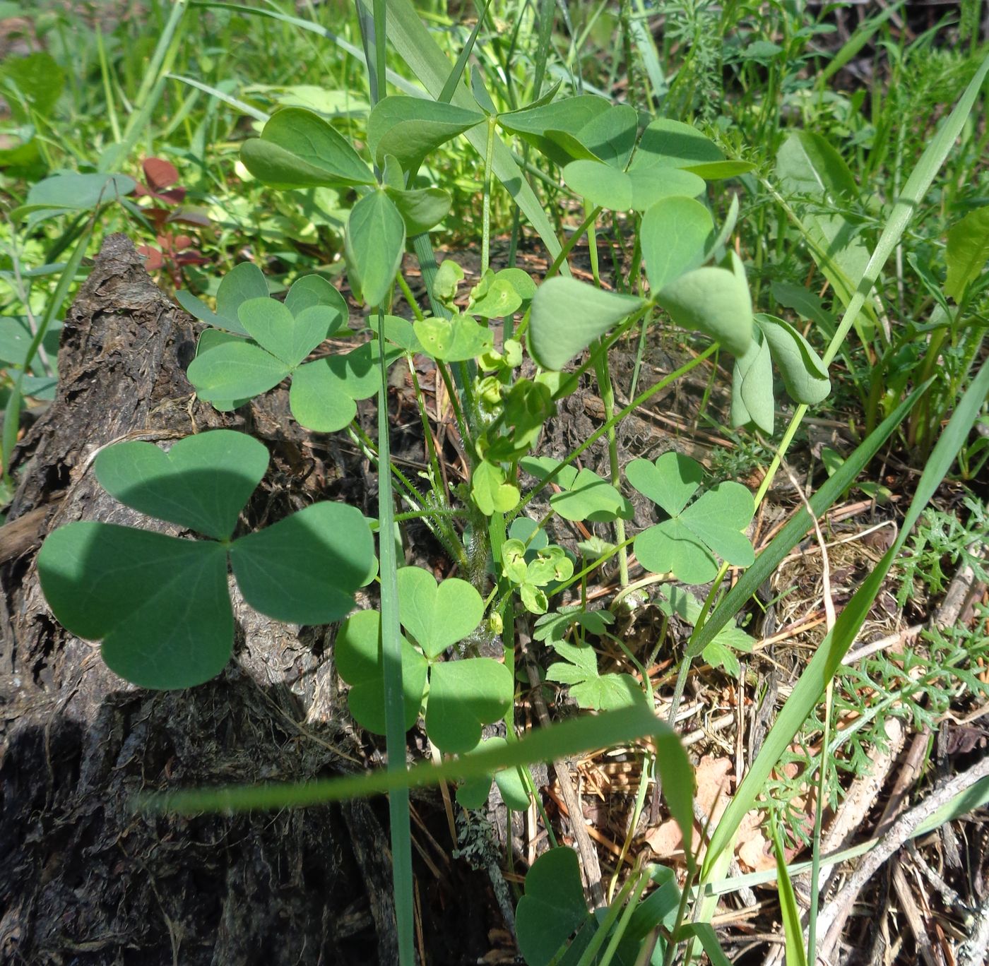 Изображение особи Oxalis stricta.