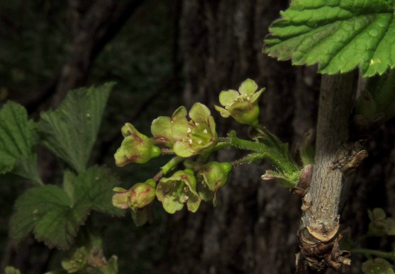 Image of Ribes hispidulum specimen.