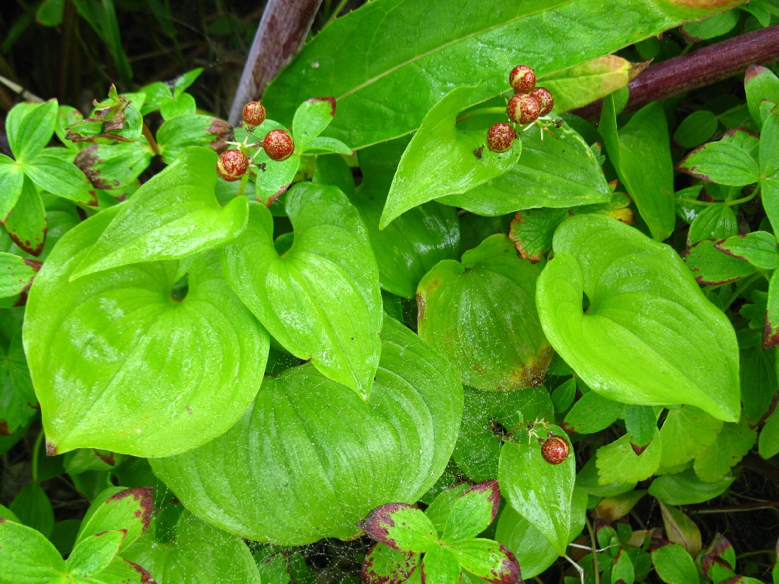 Изображение особи Maianthemum dilatatum.