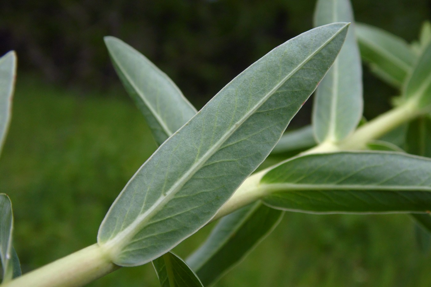 Изображение особи Euphorbia iberica.