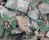 Corydalis erdelii