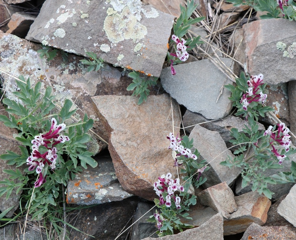 Image of Corydalis erdelii specimen.