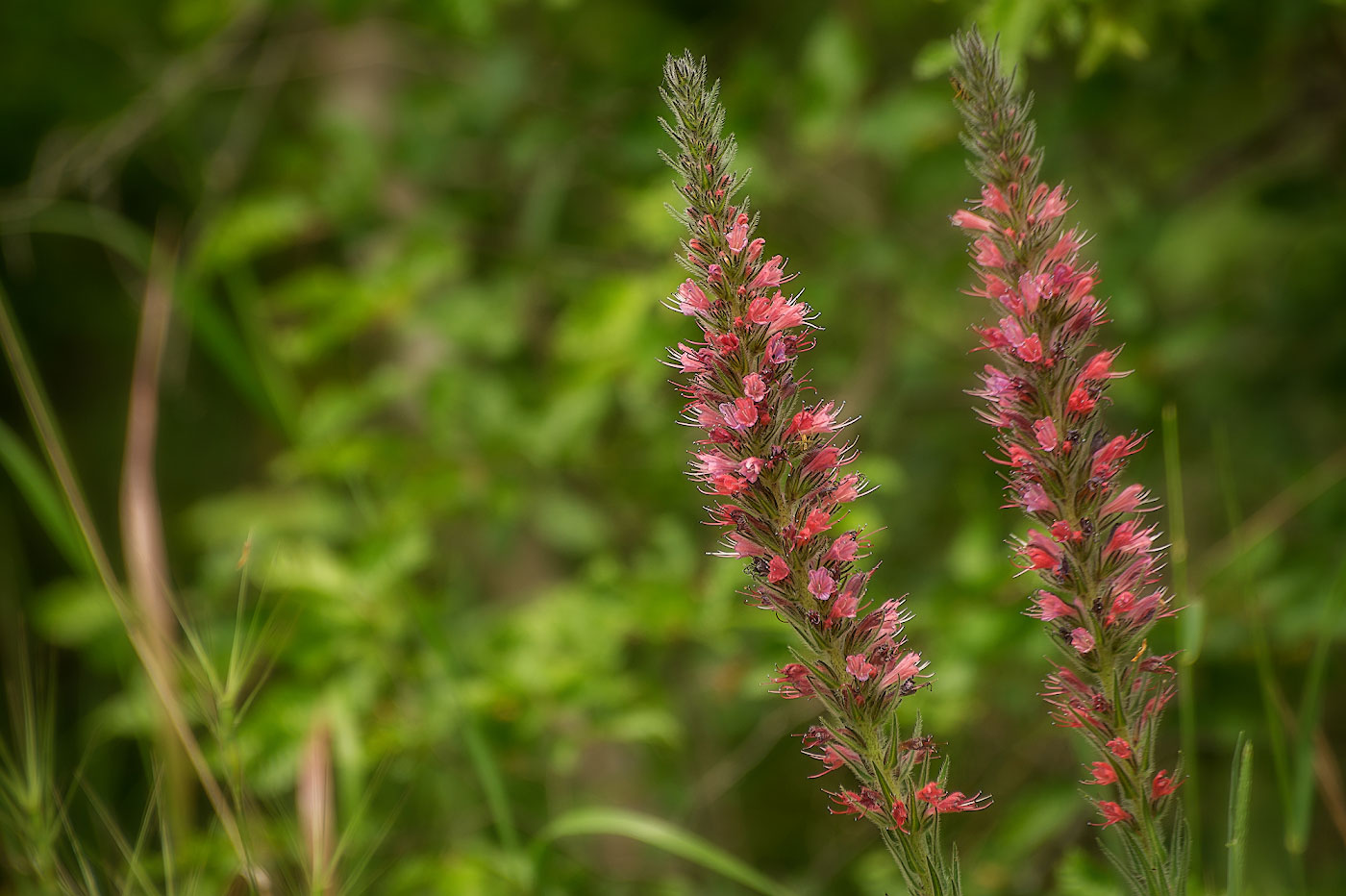 Изображение особи Echium popovii.