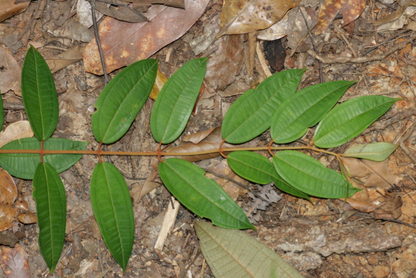 Image of Dissochaeta biligulata specimen.