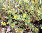 Euphorbia humilis. Верхушка плодоносящего растения. Казахстан, Туркестанская обл., хр. Таласский Алатау, около 2900 м н.у.м., каменистое высокогорное плато. 05.07.2020.