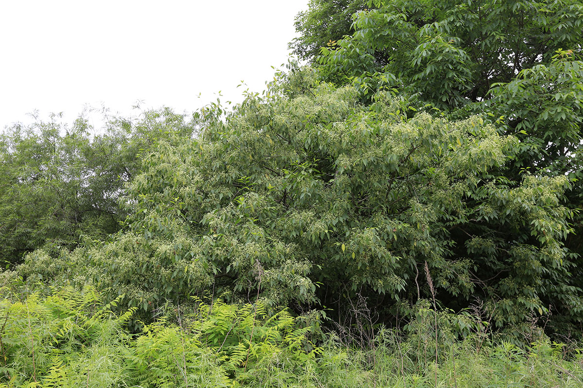 Image of Euonymus maackii specimen.