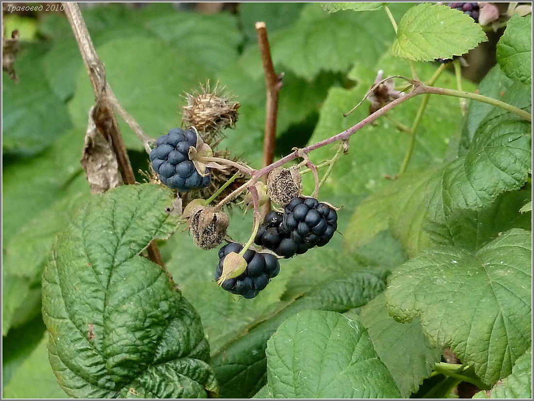 Изображение особи Rubus caesius.