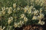 Astragalus albicaulis