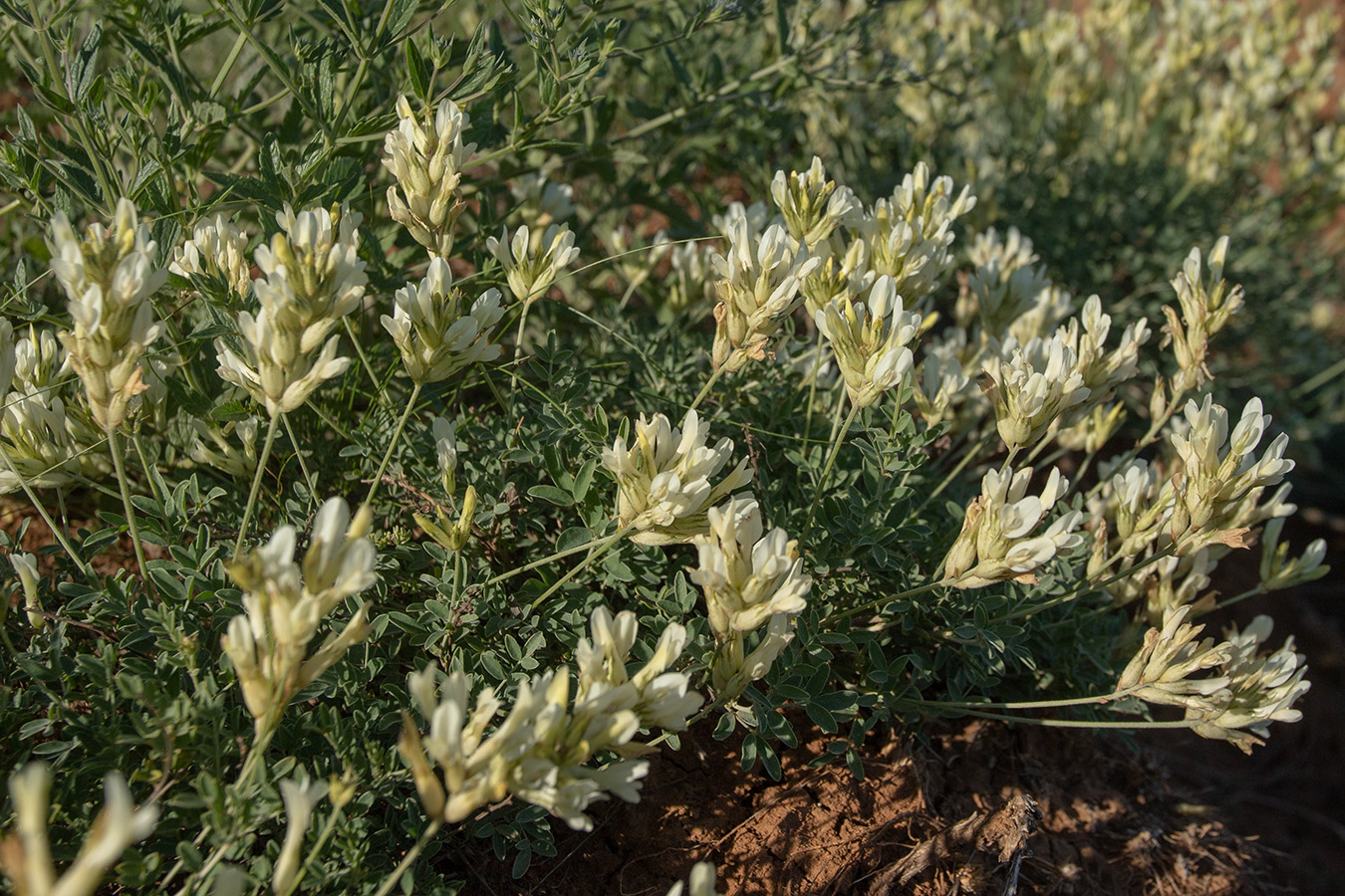 Image of Astragalus albicaulis specimen.