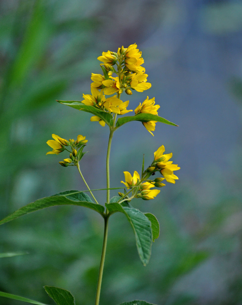 Изображение особи Lysimachia vulgaris.