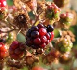 Rubus ibericus