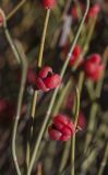 Ephedra distachya