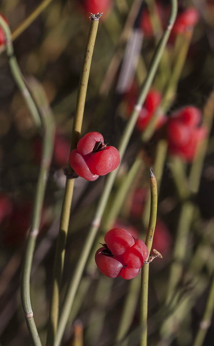 Изображение особи Ephedra distachya.