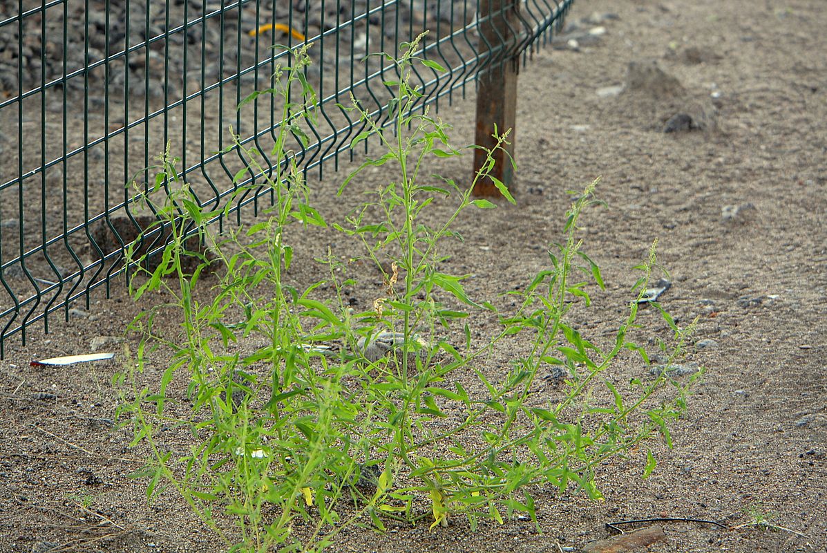 Image of genus Atriplex specimen.