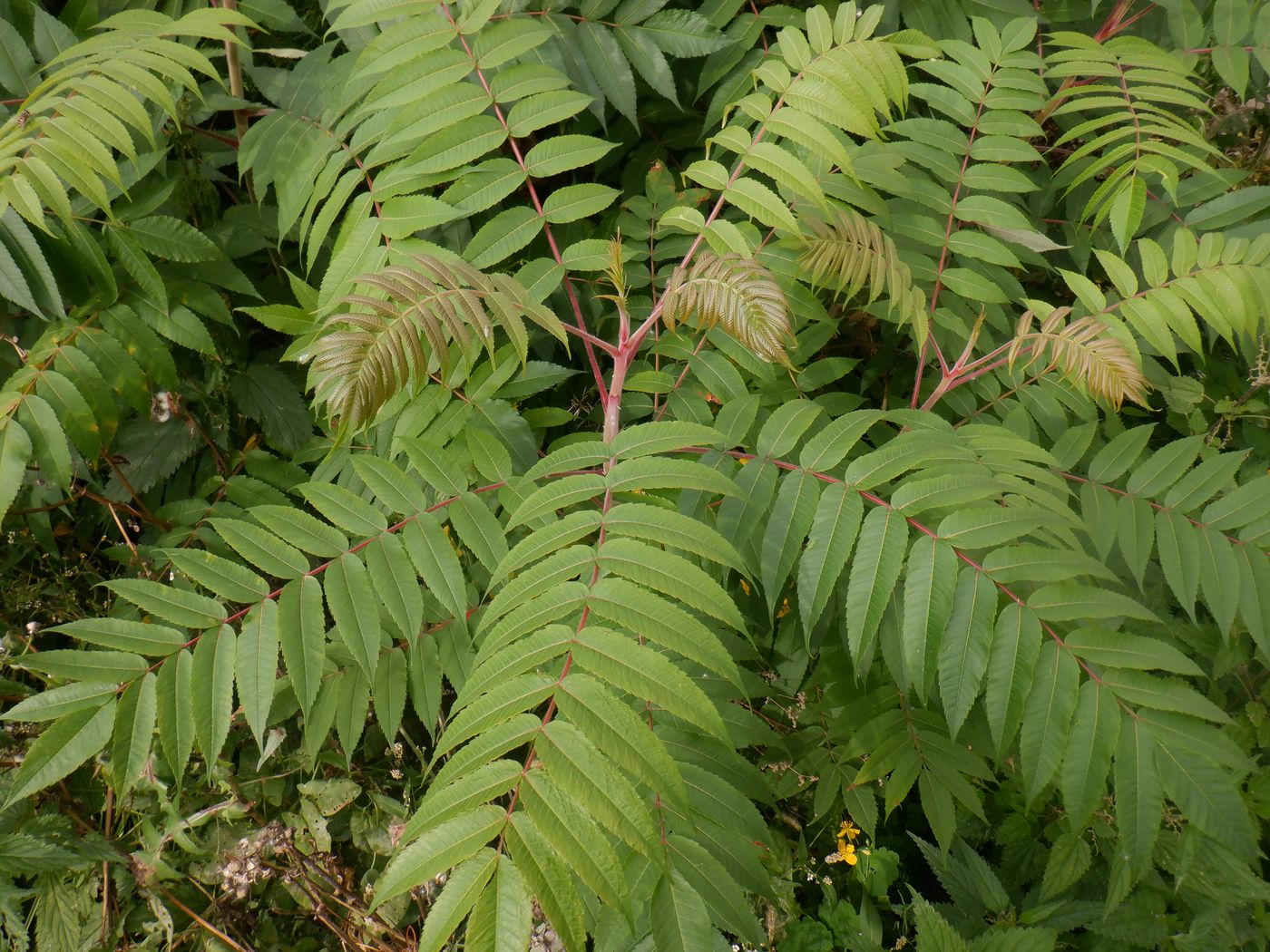 Image of Rhus typhina specimen.