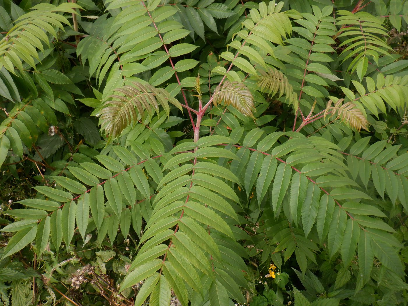 Изображение особи Rhus typhina.