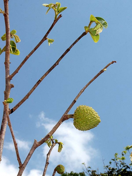 Image of genus Annona specimen.