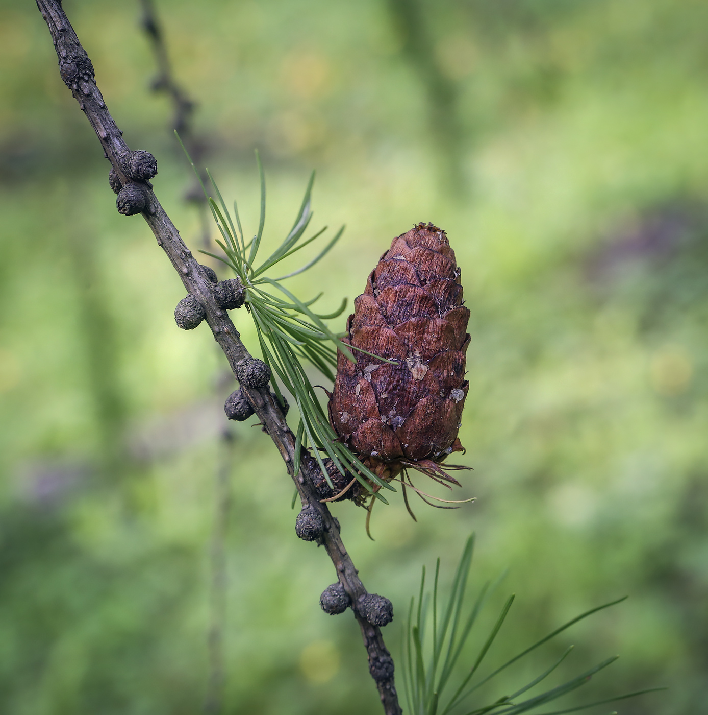 Изображение особи Larix &times; czekanowskii.