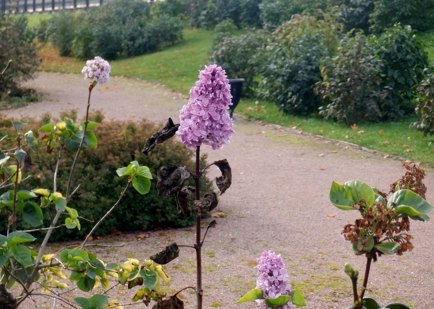 Изображение особи Syringa vulgaris.