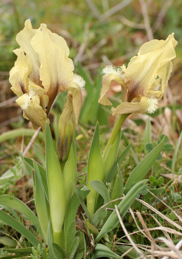 Изображение особи Iris suaveolens.