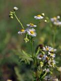 Erigeron annuus подвид lilacinus. Верхушка побега с распустившимися и бутонизирующими соцветиями. Московская обл., окр. г. Железнодорожный, залежь. 06.07.2020.