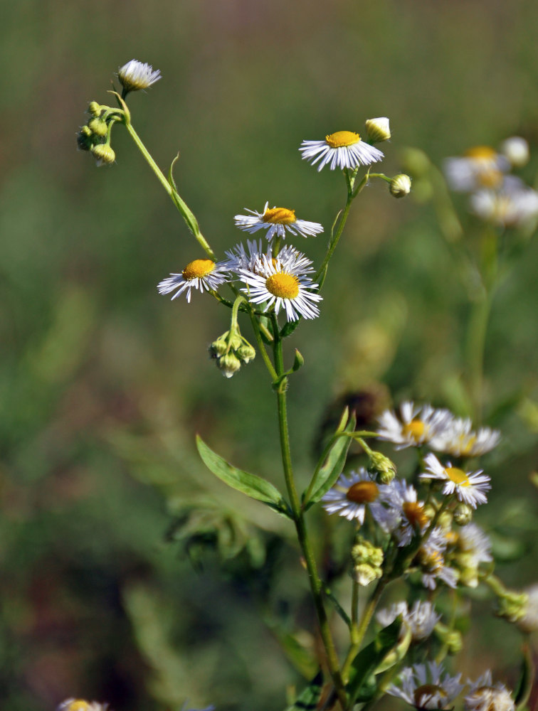 Изображение особи Erigeron annuus ssp. lilacinus.