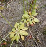 Androsace filiformis