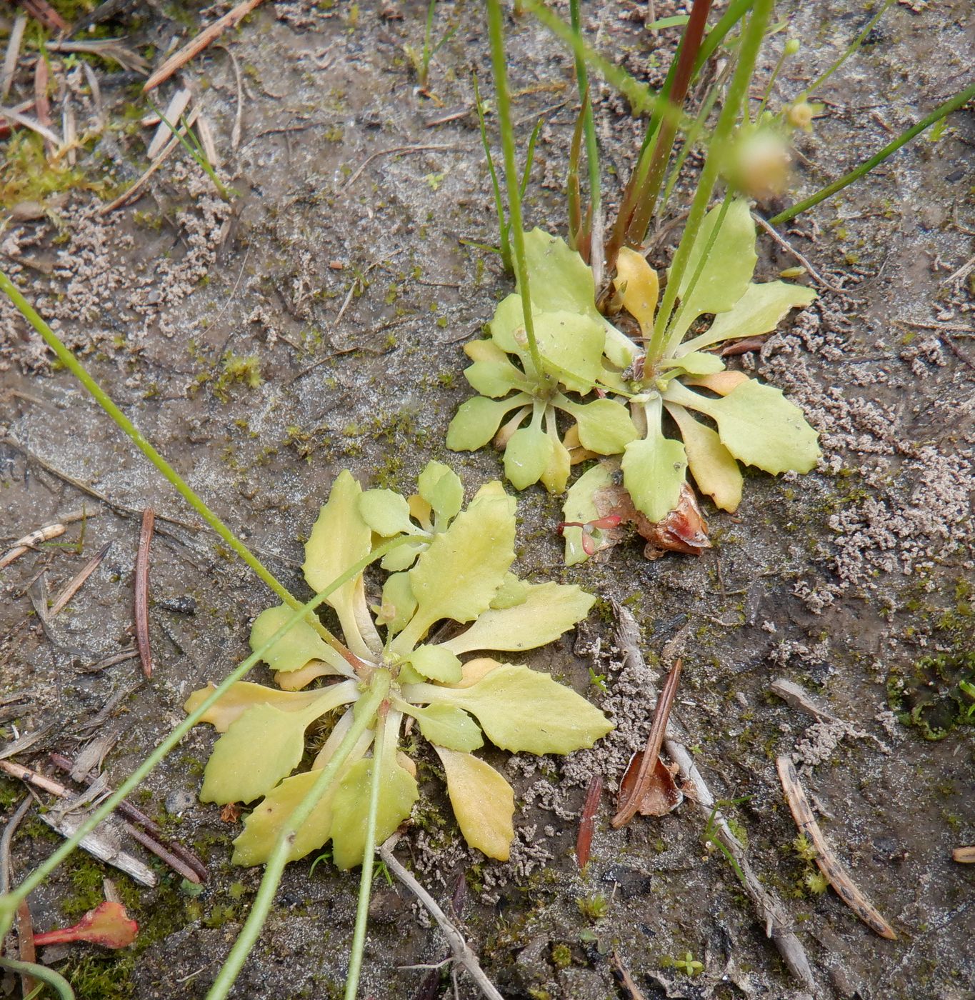 Изображение особи Androsace filiformis.