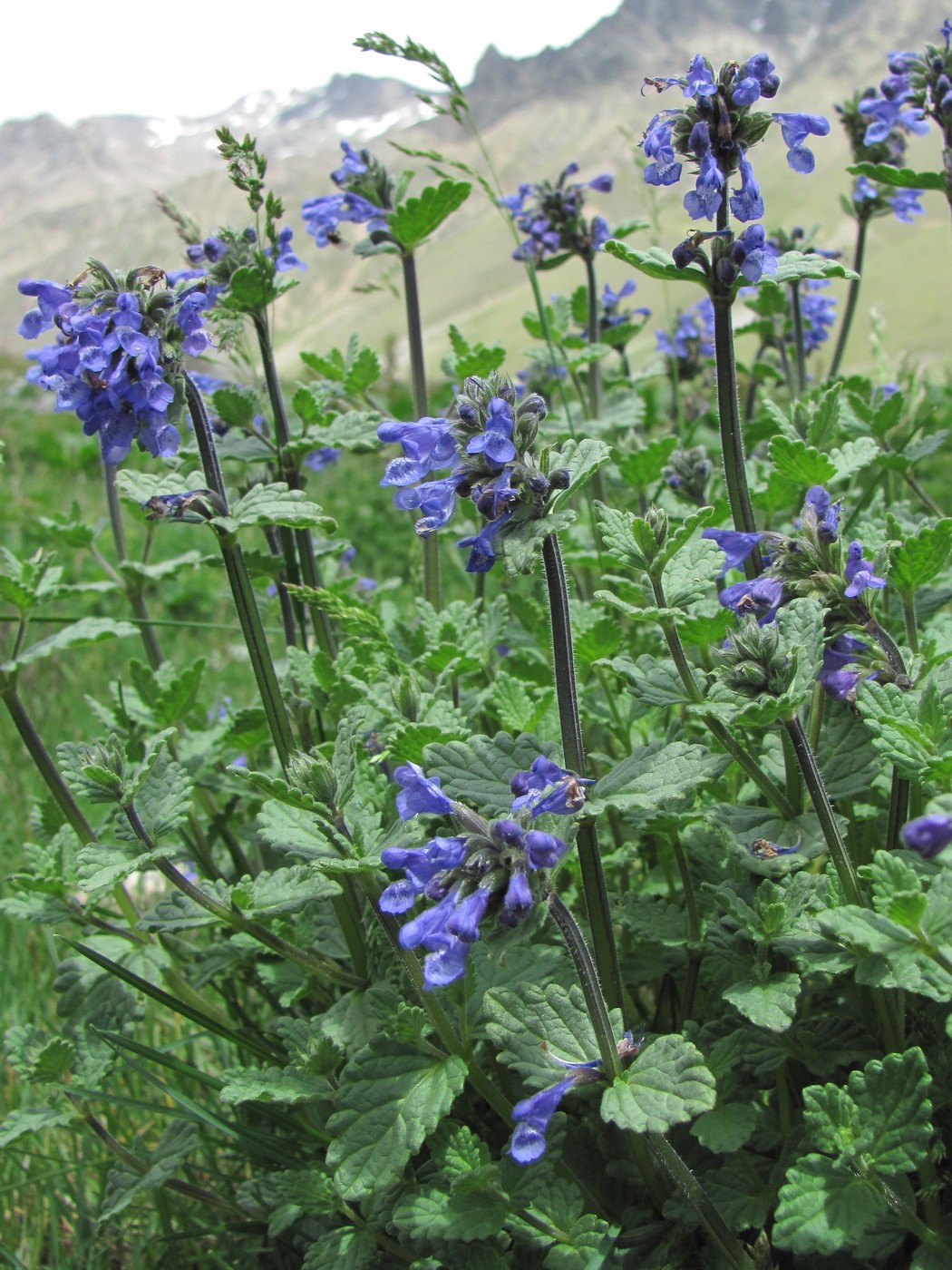 Image of Nepeta supina specimen.