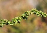 Atriplex micrantha