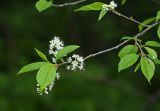 Image of taxon representative. Author is Вера Волкотруб