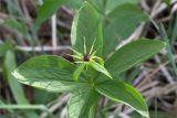 Paris quadrifolia. Верхушка цветущего растения (с 5 листьями в мутовке). Ленинградская обл., Волосовский р-н, окр. дер. Донцо, Кюрлевский карьер, закустаренный берег озера на месте выработки известняка. 03.06.2020.