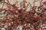 Oxybasis glauca