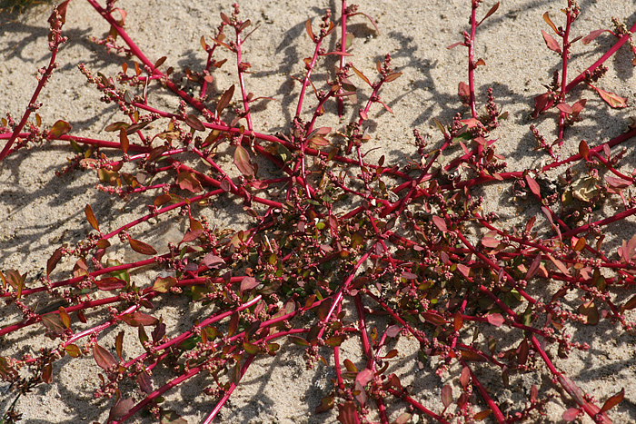 Image of Oxybasis glauca specimen.