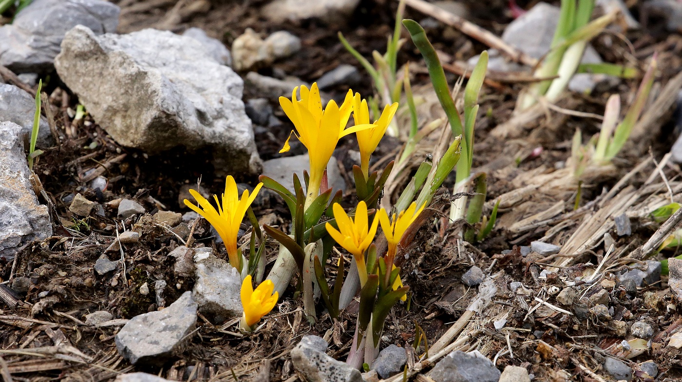 Image of Colchicum luteum specimen.
