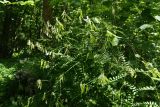 Vicia sylvatica