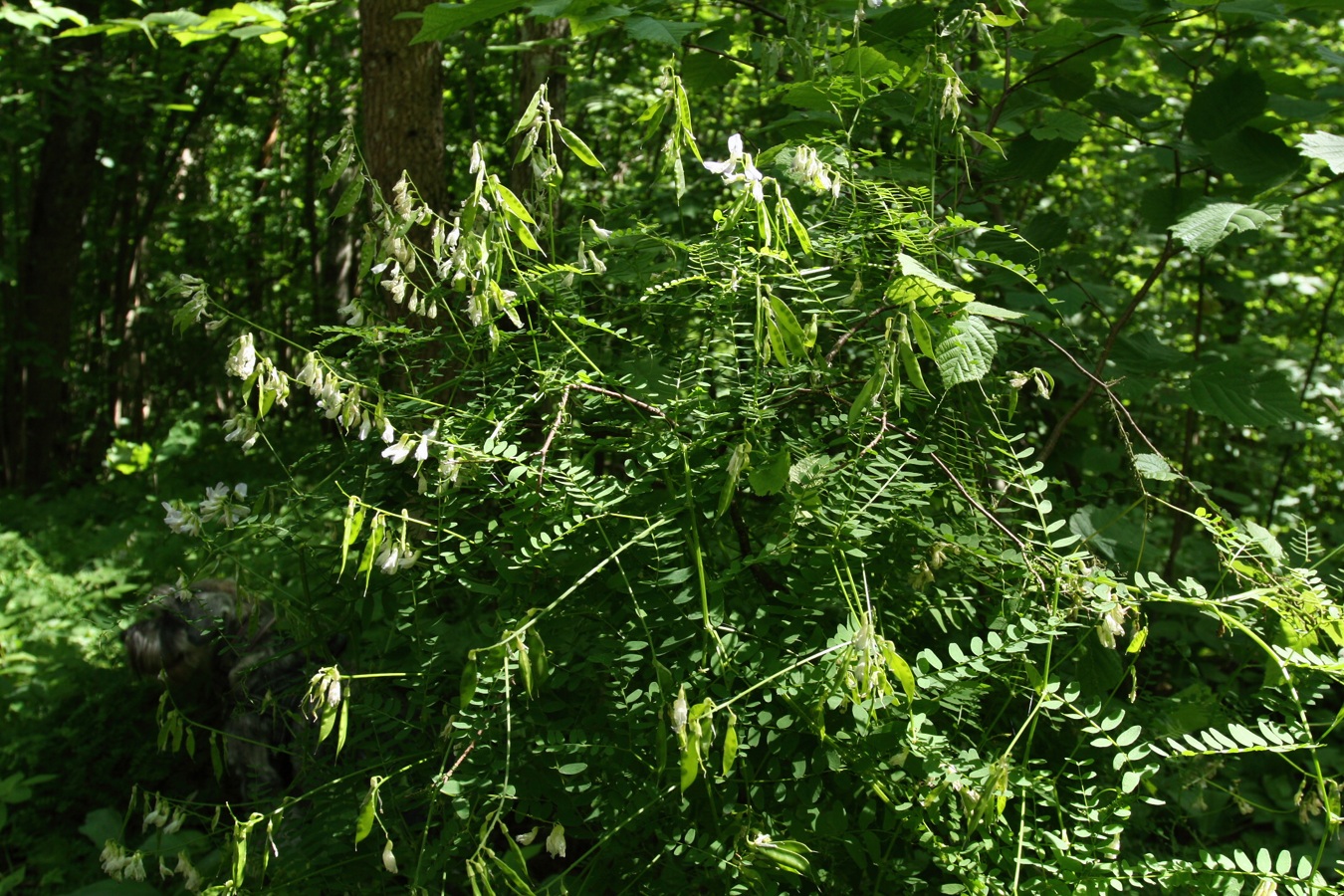 Image of Vicia sylvatica specimen.