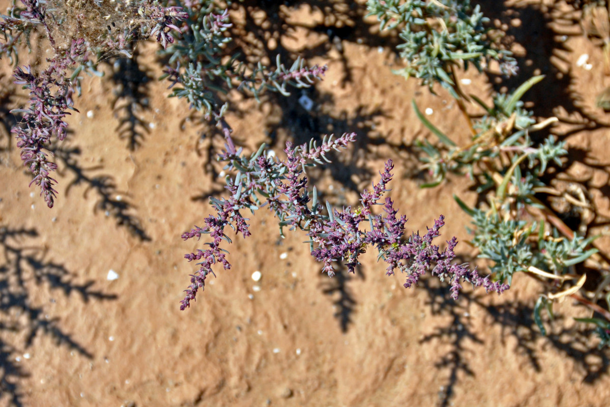 Image of genus Suaeda specimen.