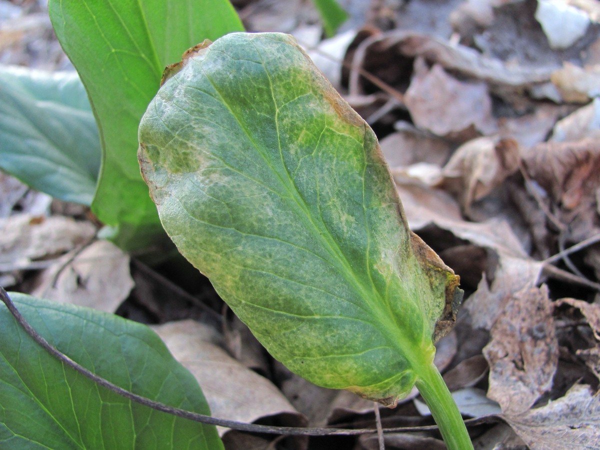 Изображение особи Arum maculatum.