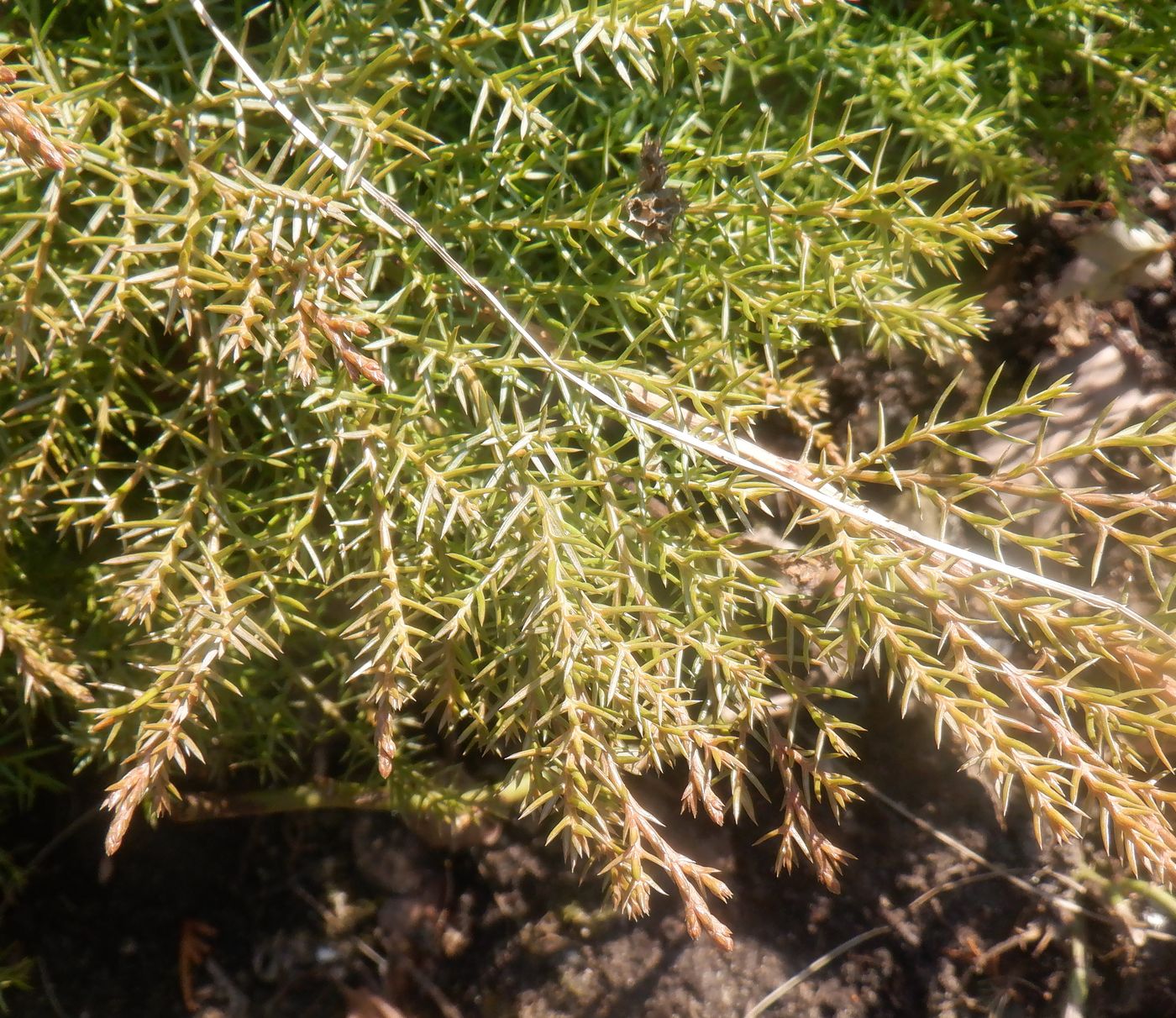 Image of genus Juniperus specimen.