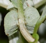 Image of taxon representative. Author is Татьяна Мальчинская
