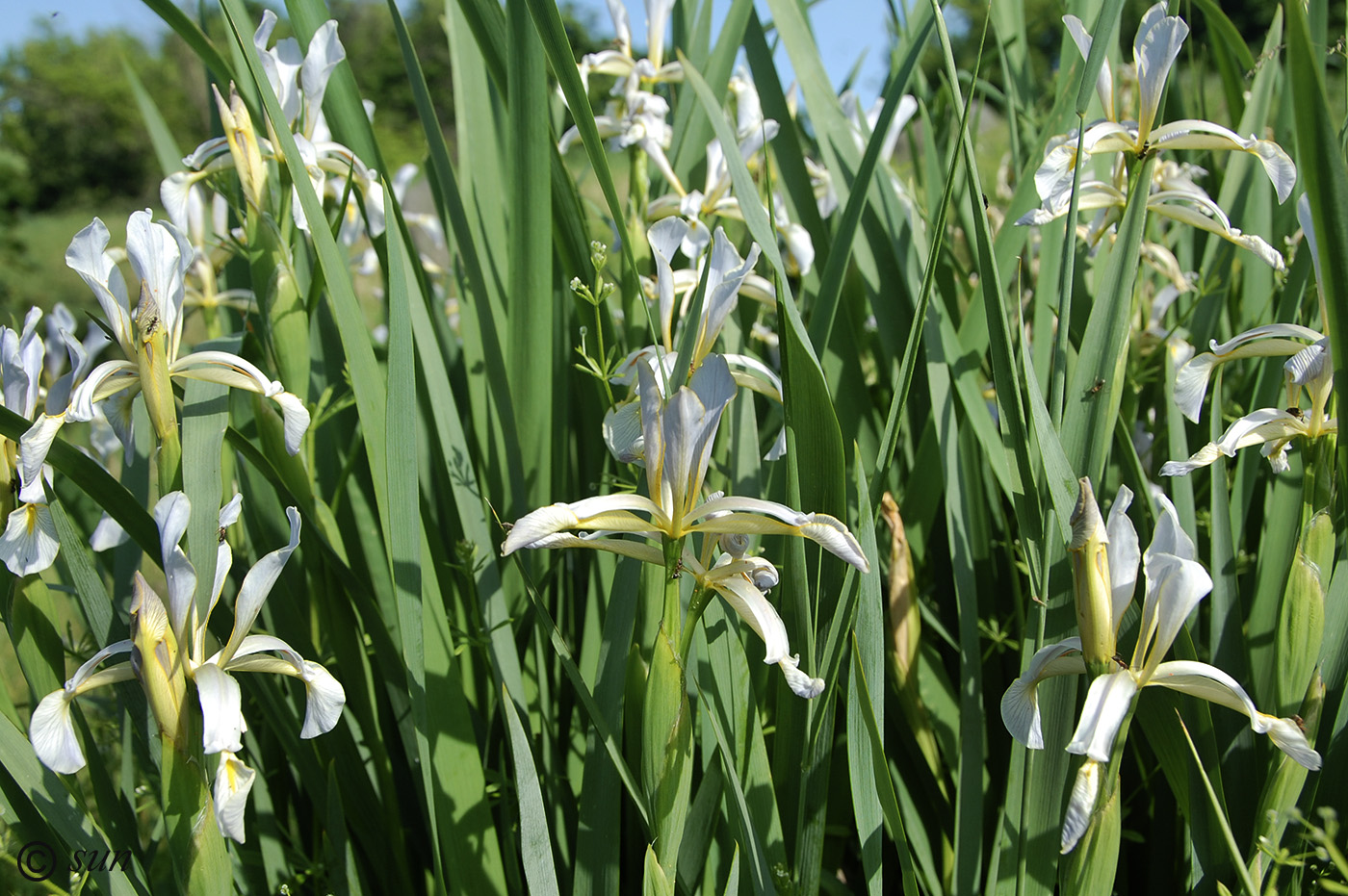 Image of Iris halophila specimen.